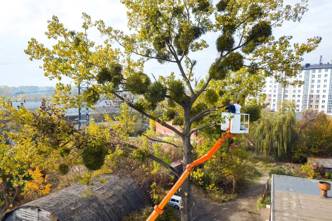 two-male-service-workers-cutting-down-big-tree-branches-with-chainsaw-from-high-chair-lift-platform