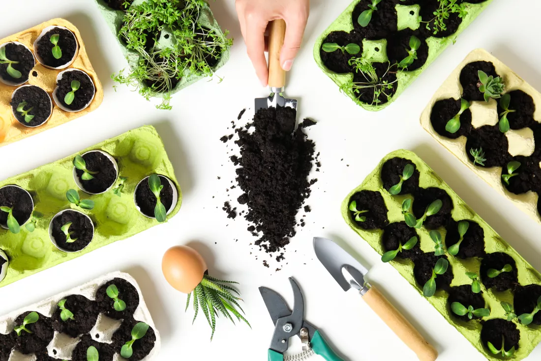 growing-plants-egg-box-creative-way-grow-plants